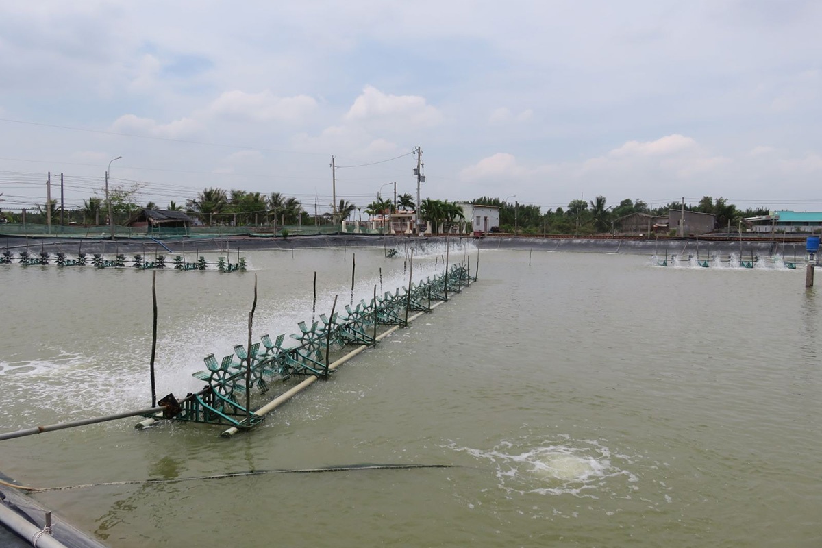 nuôi tôm công nghệ cao